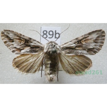 Chloantha hyperici (Denis & Schiffermüller, 1775) Croatia87b